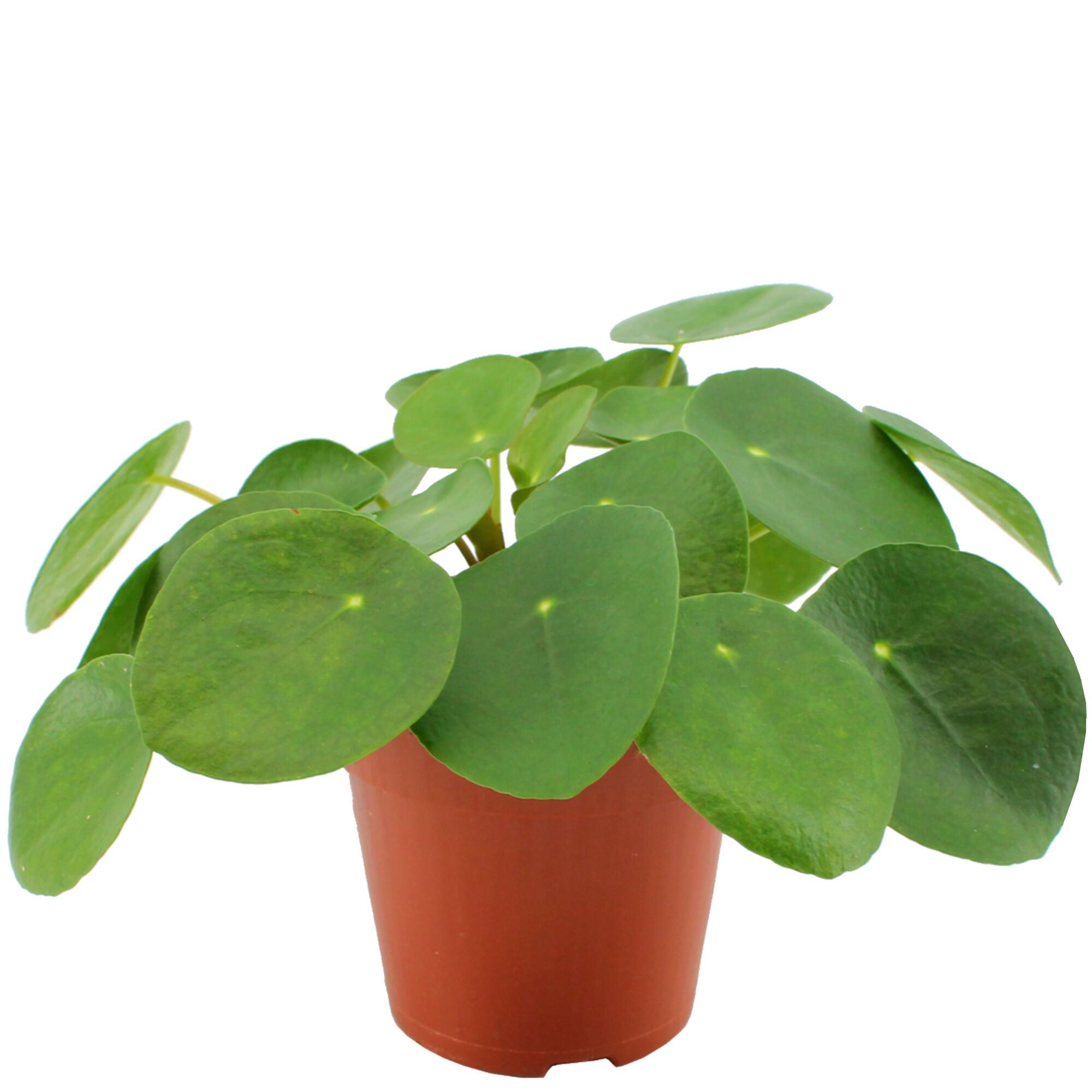 Ufo-Pflanze in braunem Topf