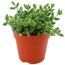 Grüne Delosperma echinatum in einem Topf