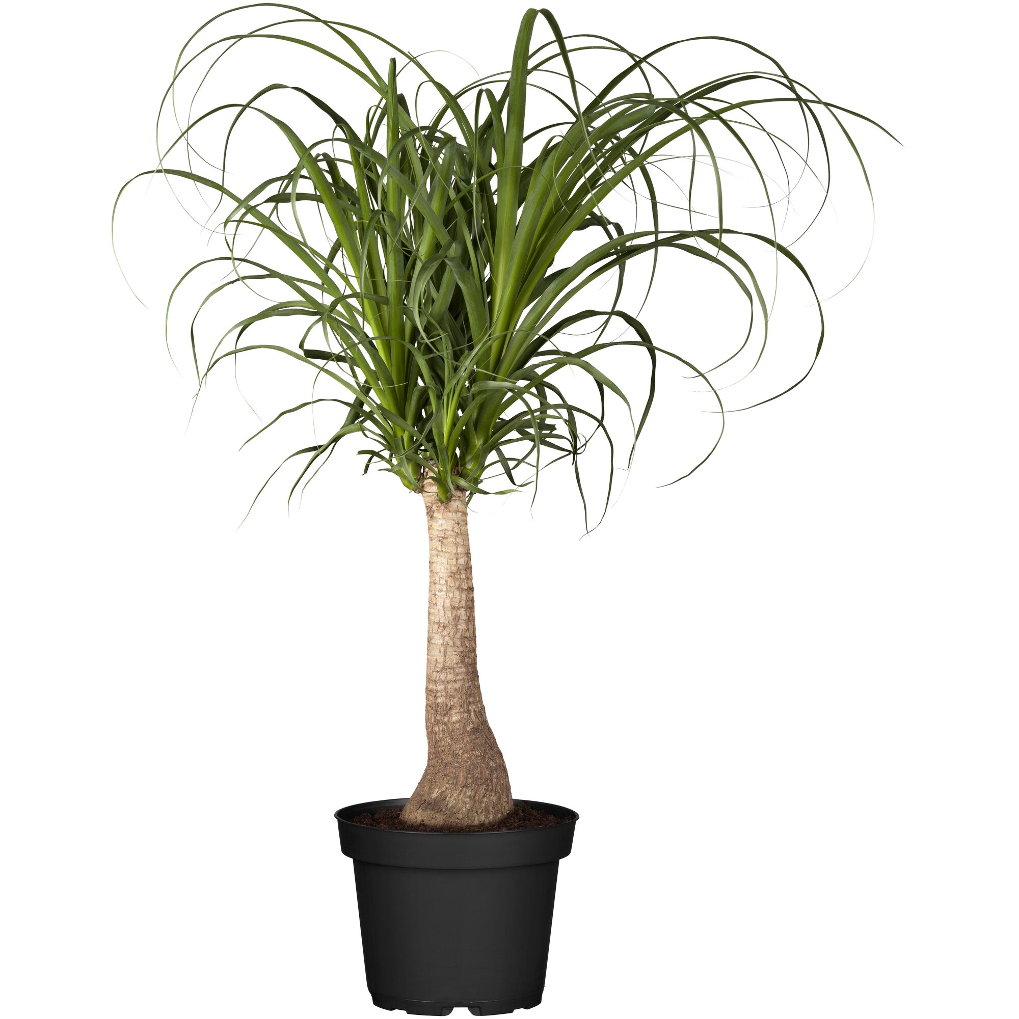 Beaucarnea Palme, Elefantenfuß, in schwarzem Topf