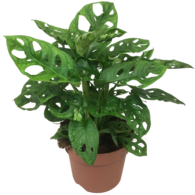 Bild von Monstera 'Monkey Leaf' 12 cm Topf