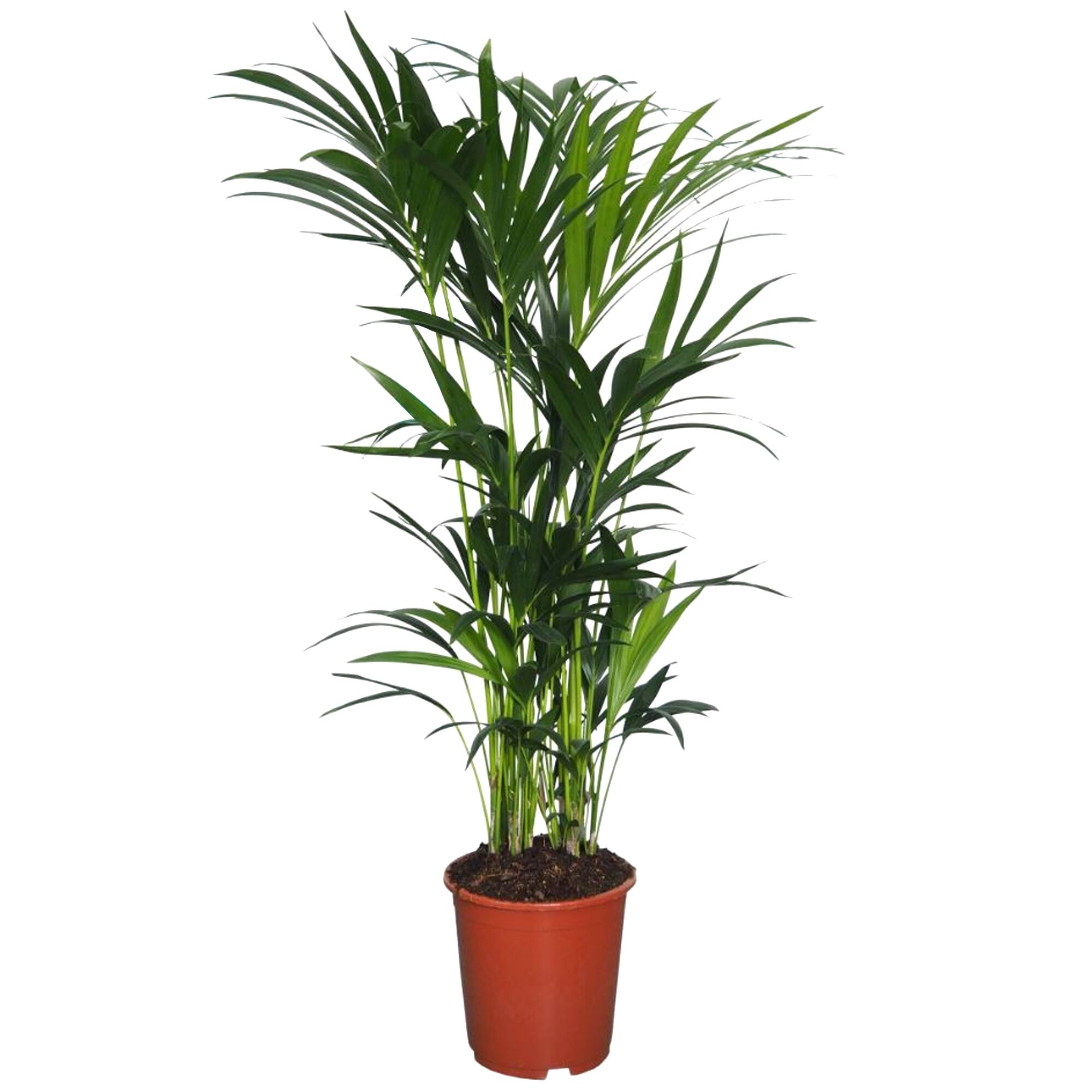 Kentiapalme in einem Topf