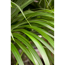 Verkleinertes Bild von Kentiapalme 150 cm, 27 cm Topf