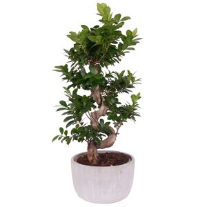 Zimmerbonsai Ficus Ginseng mit S-Form Schale Ø 30 cm
