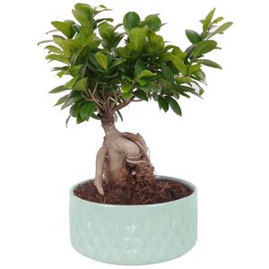 Zimmerbonsai Ficus Ginseng im Keramiktopf Ø 22 cm