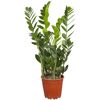 Zamioculcas Zamiifolia Glücksfeder in einem braunen Topf