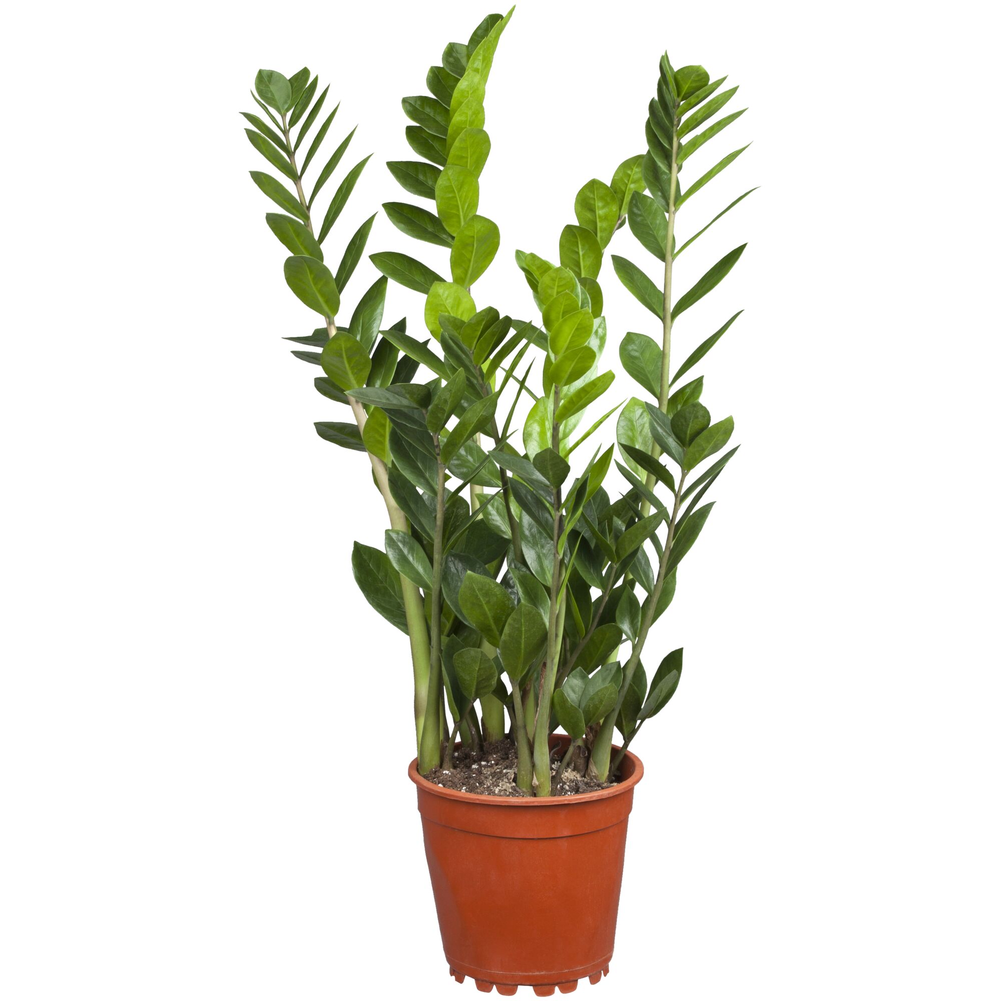 Zamioculcas Zamiifolia Glücksfeder in einem braunen Topf