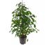 Ficus Benjamina im Topf
