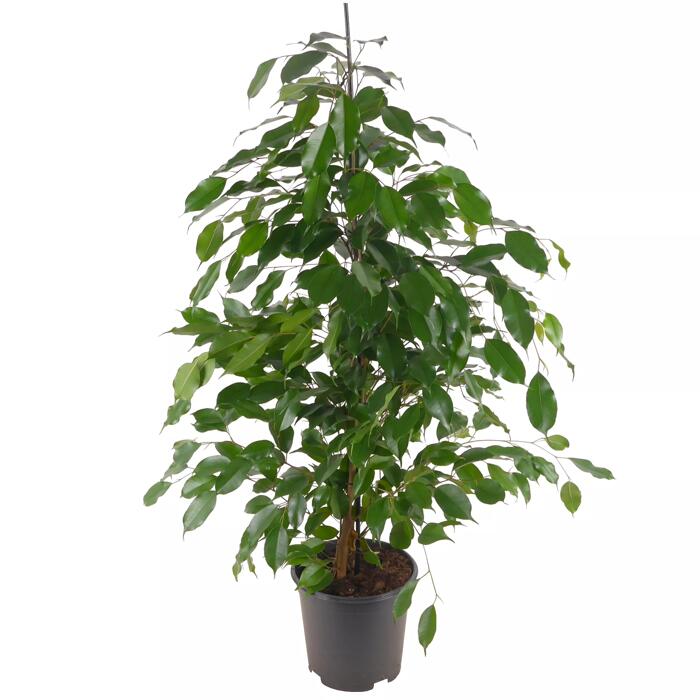 Luftverbesserer Birkenfeige verschiedene Sorten 21 cm Topf