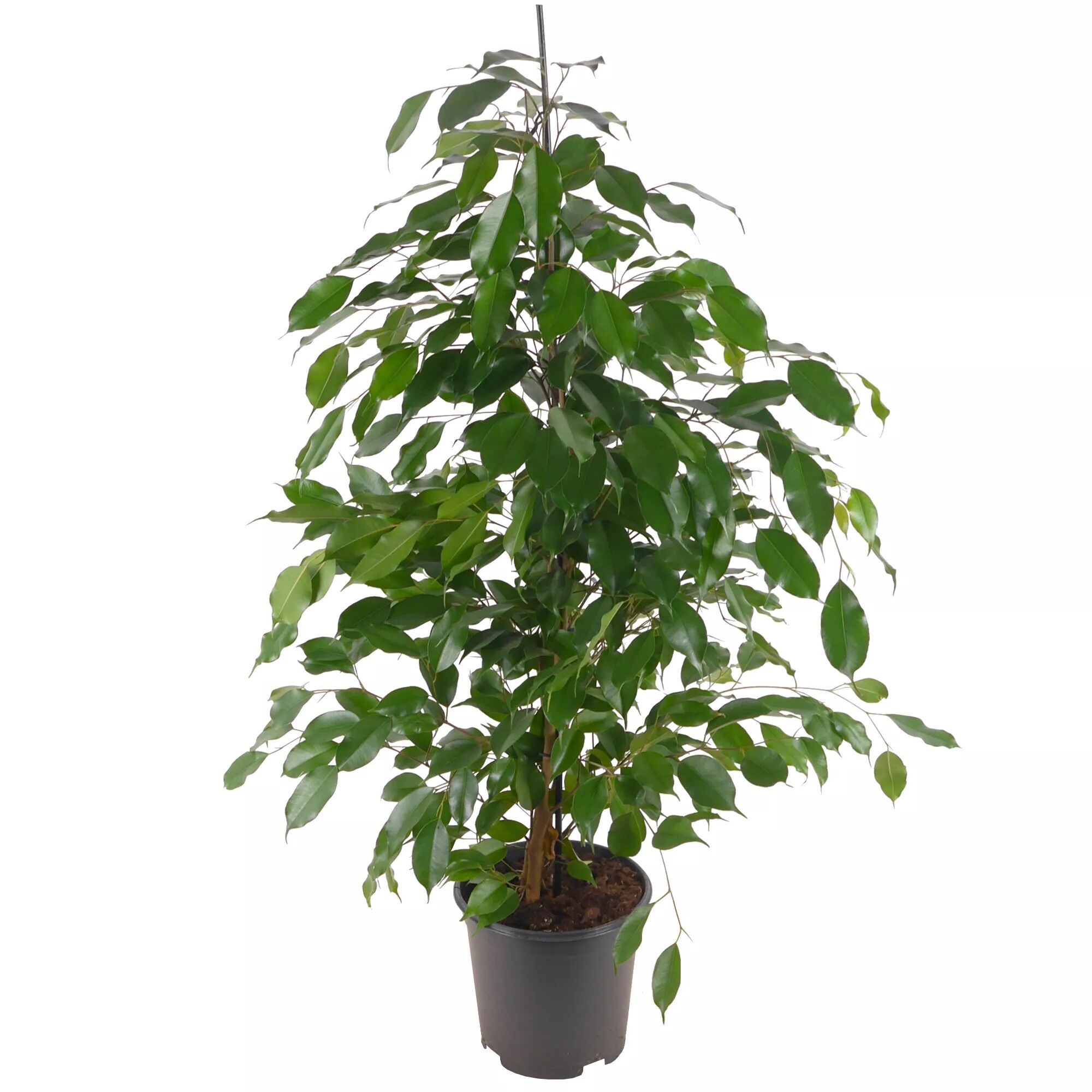 Ficus Benjamina im Topf