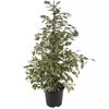Ficus Benjamina Mix in schwarzem Topf