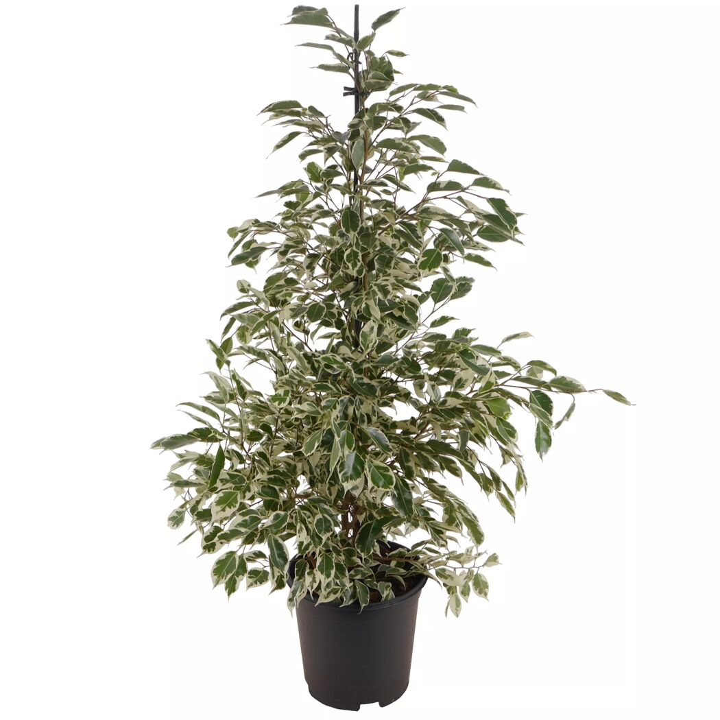 Ficus Benjamina Mix in schwarzem Topf