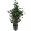Ficus Benjamina im Topf