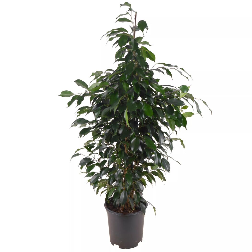 Ficus Benjamina im Topf