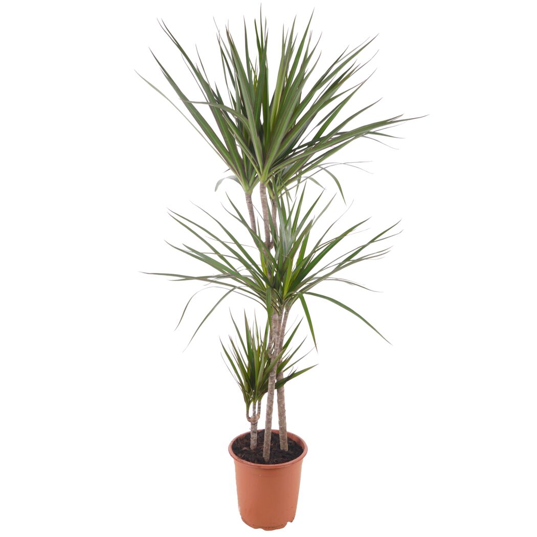 Drachenbaum Marginata