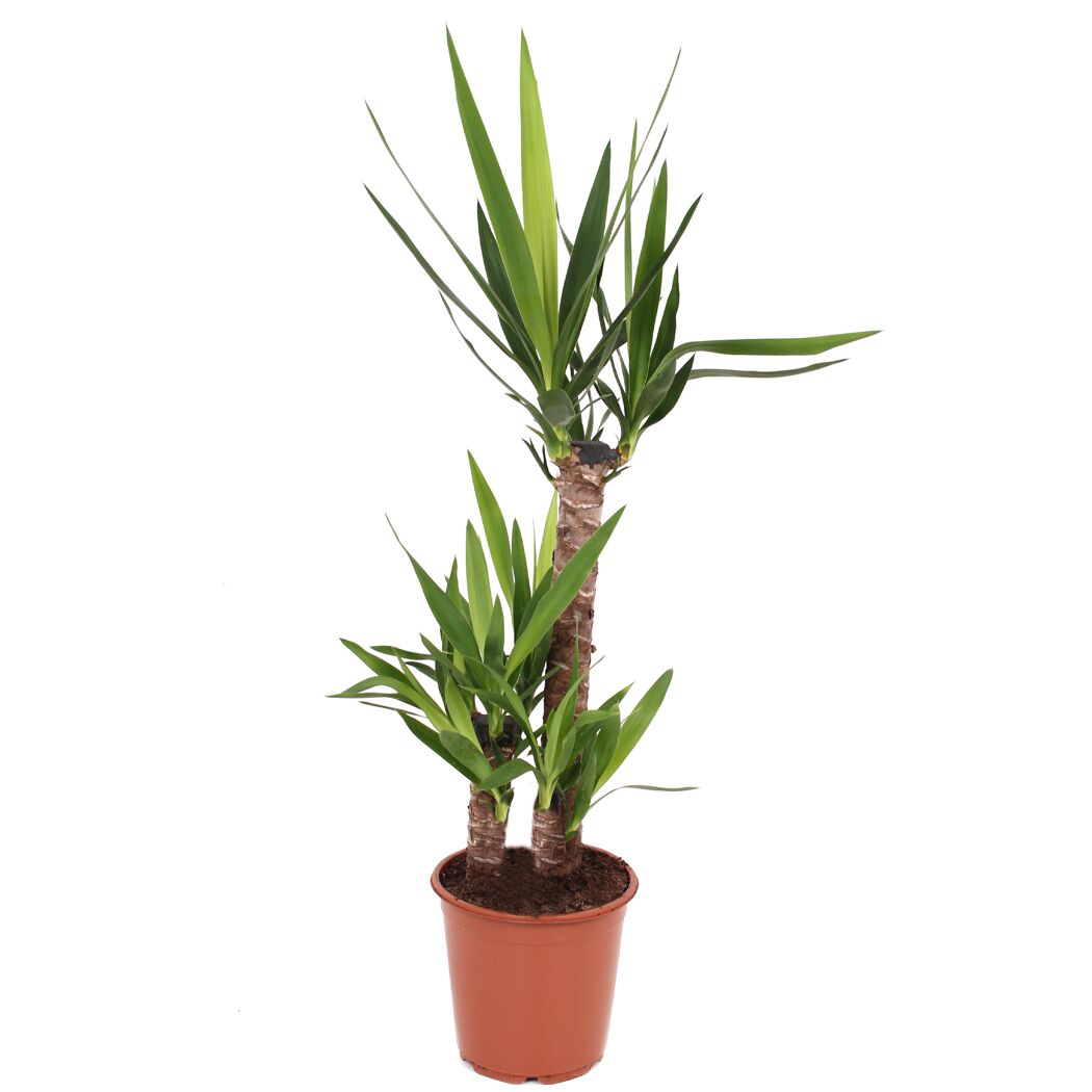 Yucca-Palme im Topf
