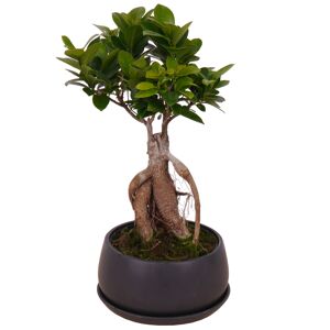 Zimmerbonsai Ficus Ginseng im schwarzen Betontopf Ø 17 cm