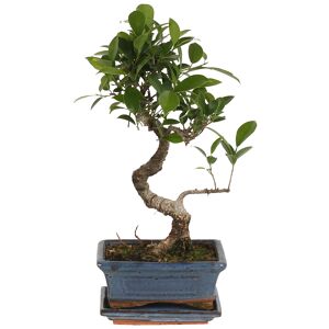 Zimmerbonsai Ficus Ginseng im Keramiktopf 15 cm