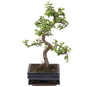 Zimmerbonsai Jadebaum im Keramiktopf 15 cm