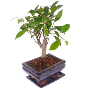 Zimmerbonsai Ficus Ginseng im Keramiktopf 12 cm