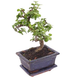Zimmerbonsai Jadebaum im Keramiktopf 12 cm