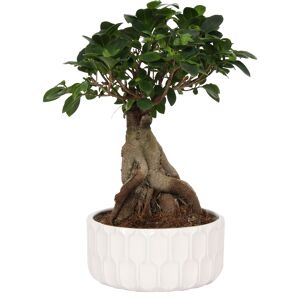 Zimmerbonsai Ficus Ginseng im weißen Keramiktopf Ø 22 cm