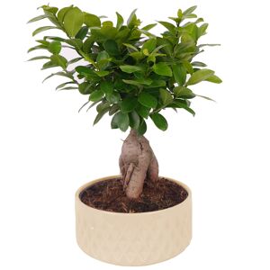 Zimmerbonsai Ficus Ginseng im cremefarbenen Keramiktopf Ø 22 cm