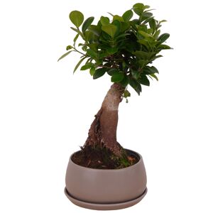 Zimmerbonsai Ficus Ginseng im grauen Betontopf Ø 17 cm