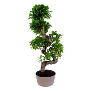 Zimmerbonsai Ficus Ginseng mit S-Form im Keramiktopf Ø 22 cm