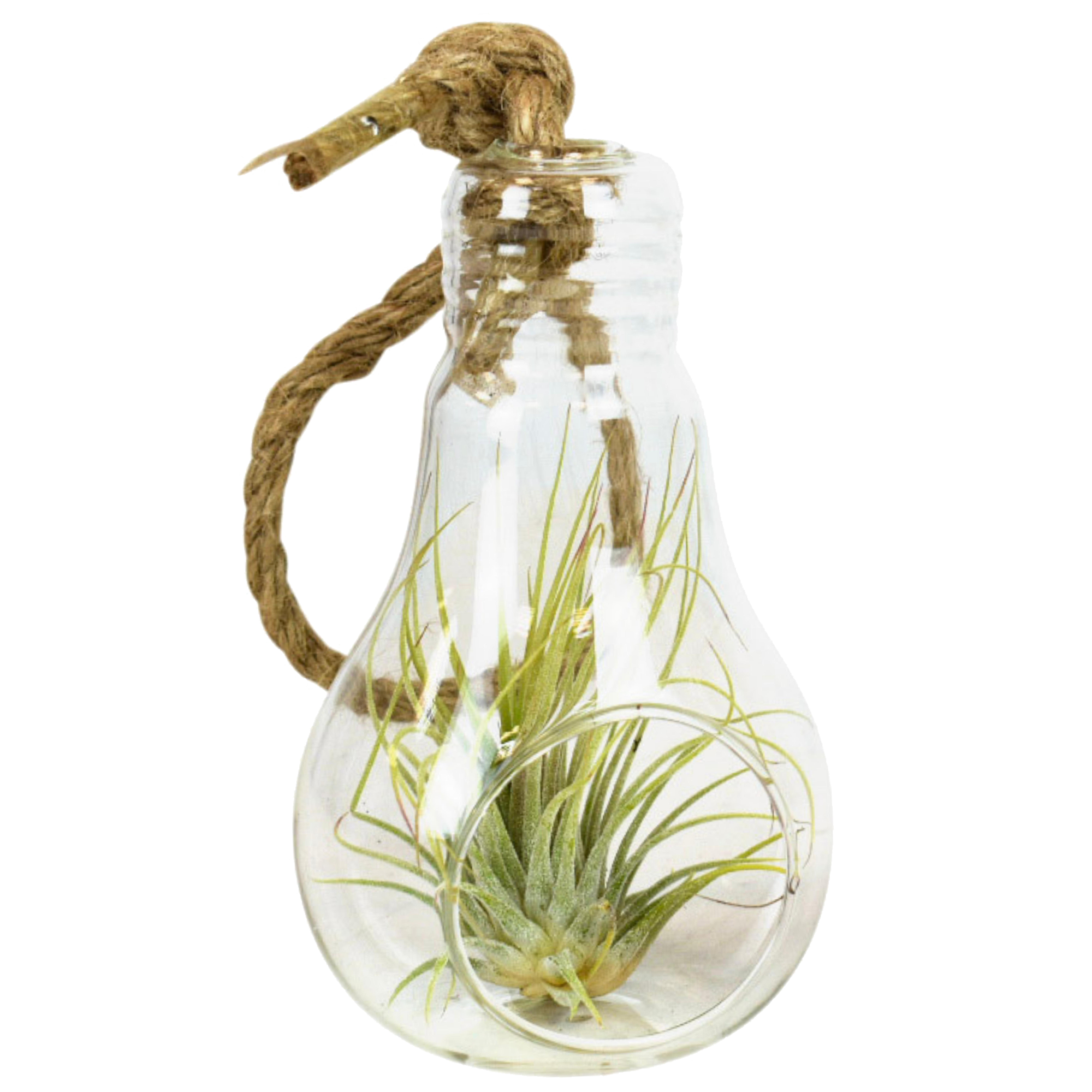 Tillandsie in Glaslampe am Seil, verschiedene Sorten + product picture