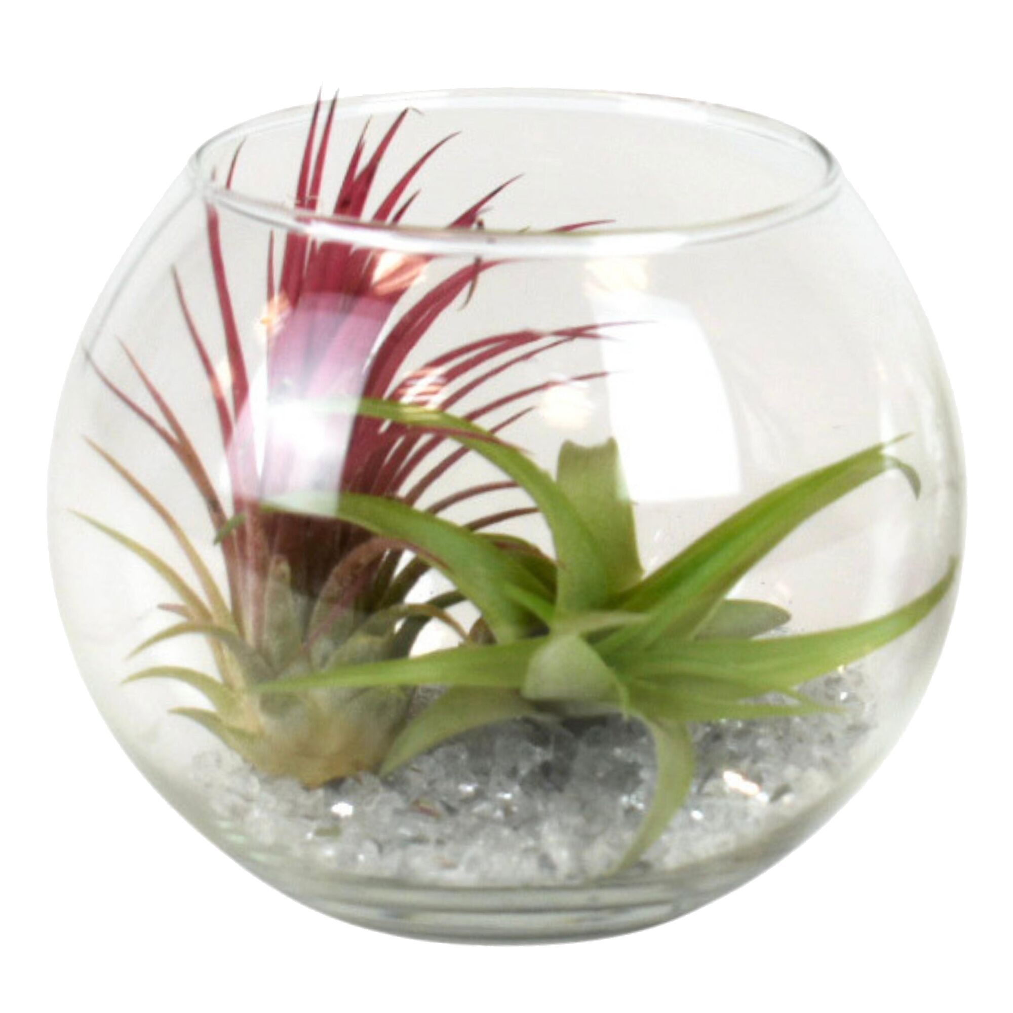 Zwei Tillandsien in Glaskugel