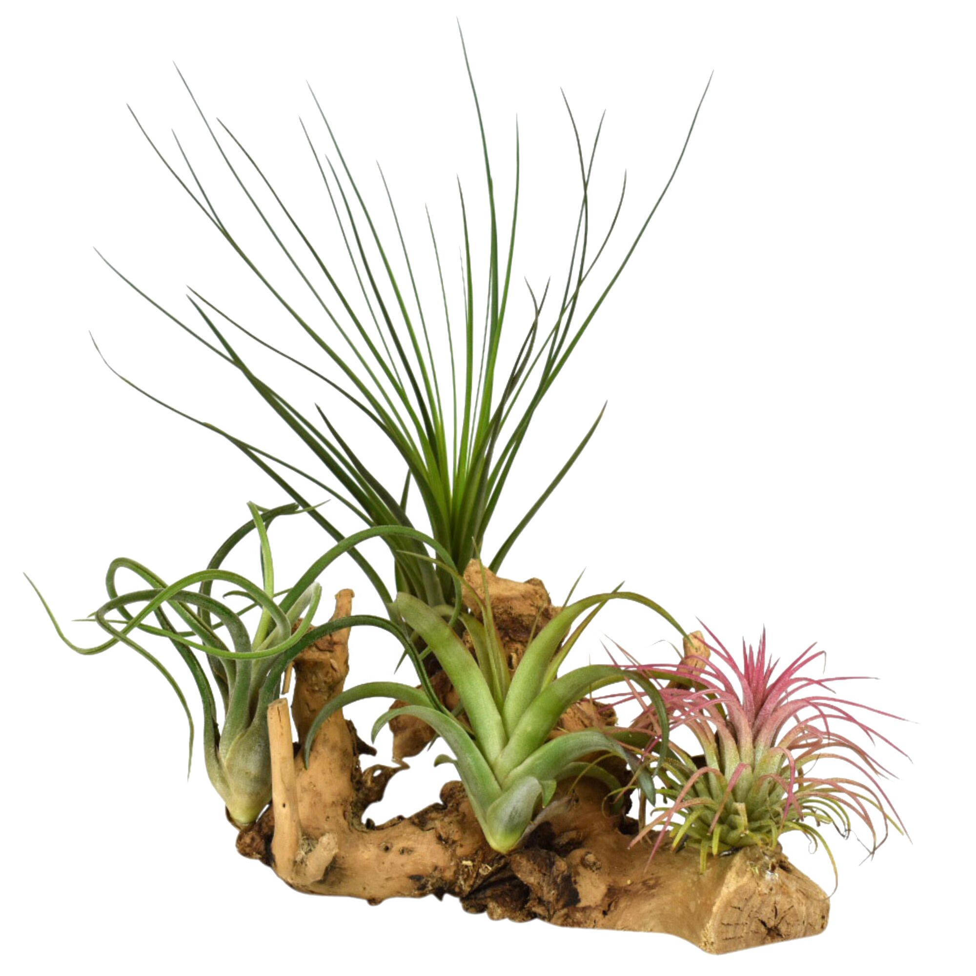 Tillandsien auf Wurzelholz