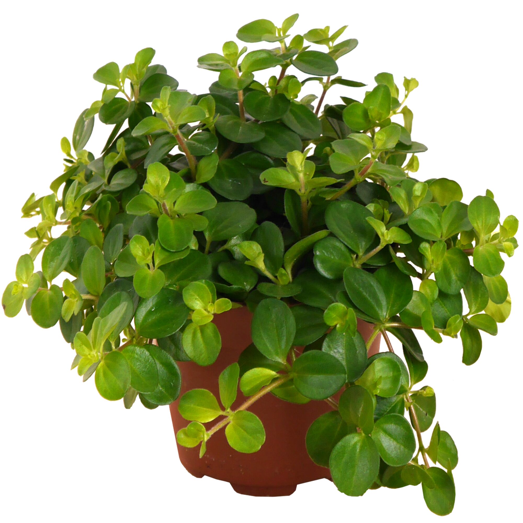 Peperomia Rotundifolia Zierpfeffer in Topf