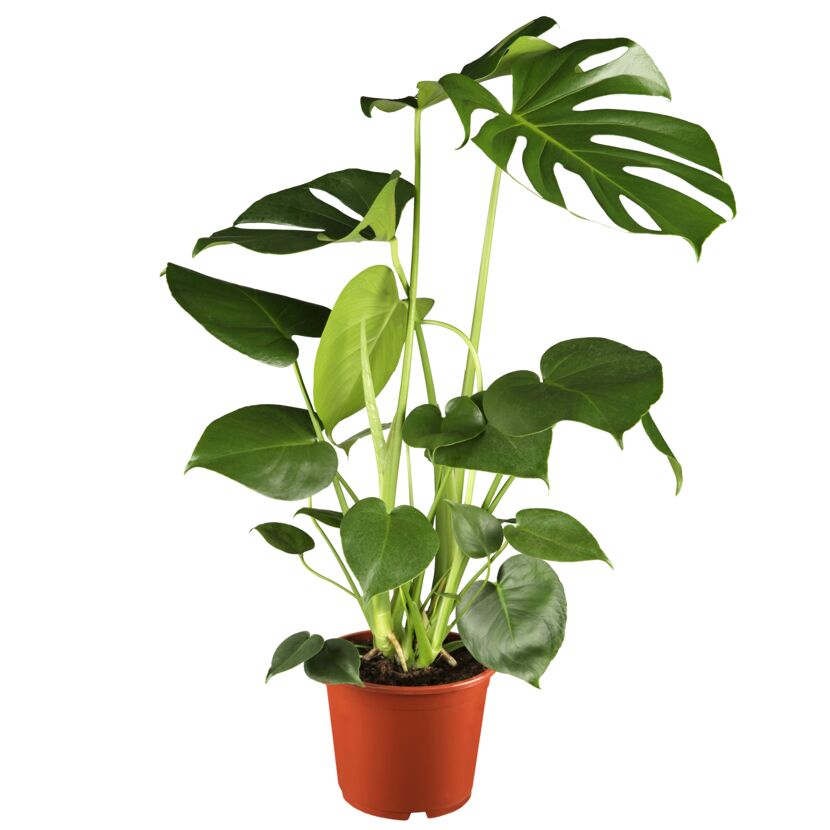 Monstera Deliciosa Fensterblatt in einem Topf