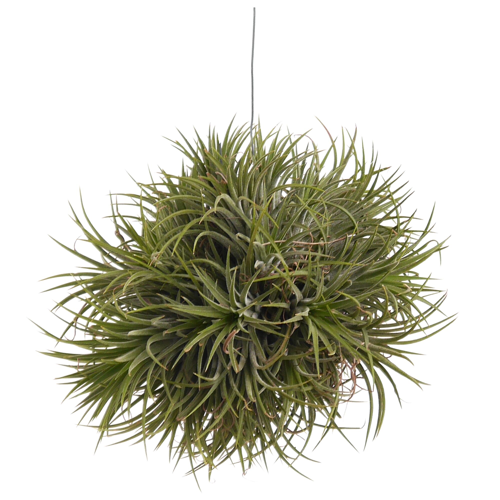 Tillandsie Magic Ball