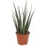 Sansevieria cylindrica im Topf