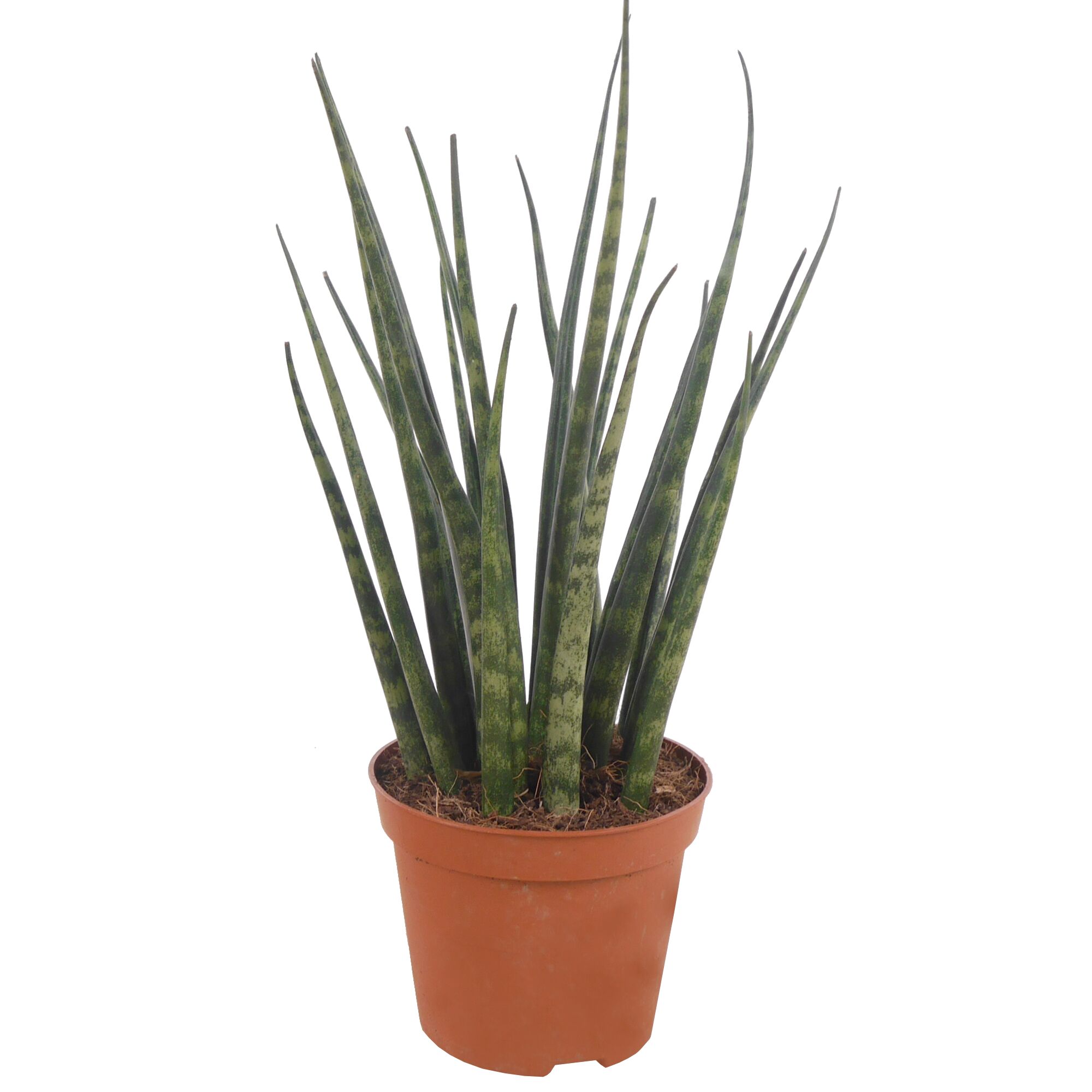 Sansevieria cylindrica im Topf