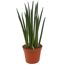Sansevieria cylindrica im Topf