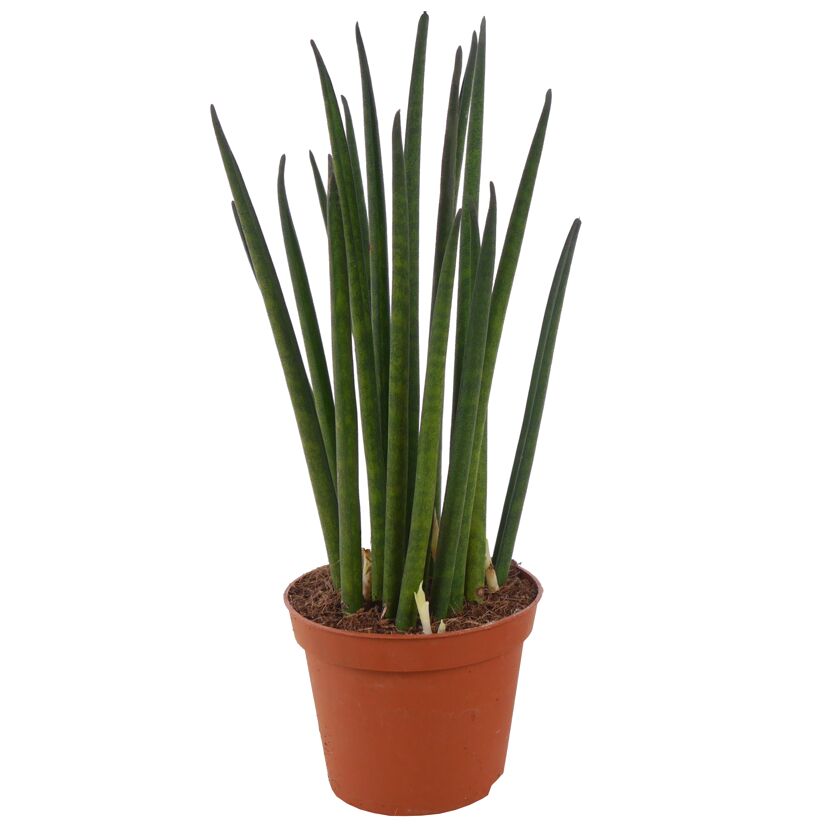 Sansevieria cylindrica im Topf