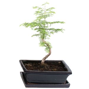 Gartenbonsai Urweltmammutbaum mit Keramikschale und Untersetzer 15 cm