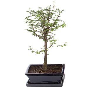 Gartenbonsai Urweltmammutbaum mit Keramikschale und Untersetzer 25 cm