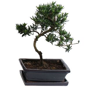 Gartenbonsai Steineibe mit Keramikschale und Untersetzer 20 cm