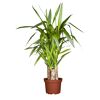 Yucca 'Tres Canas' 3 Stämme, 23 cm Topf