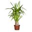 Yucca 'Tres Canas' 3 Stämme, 23 cm Topf