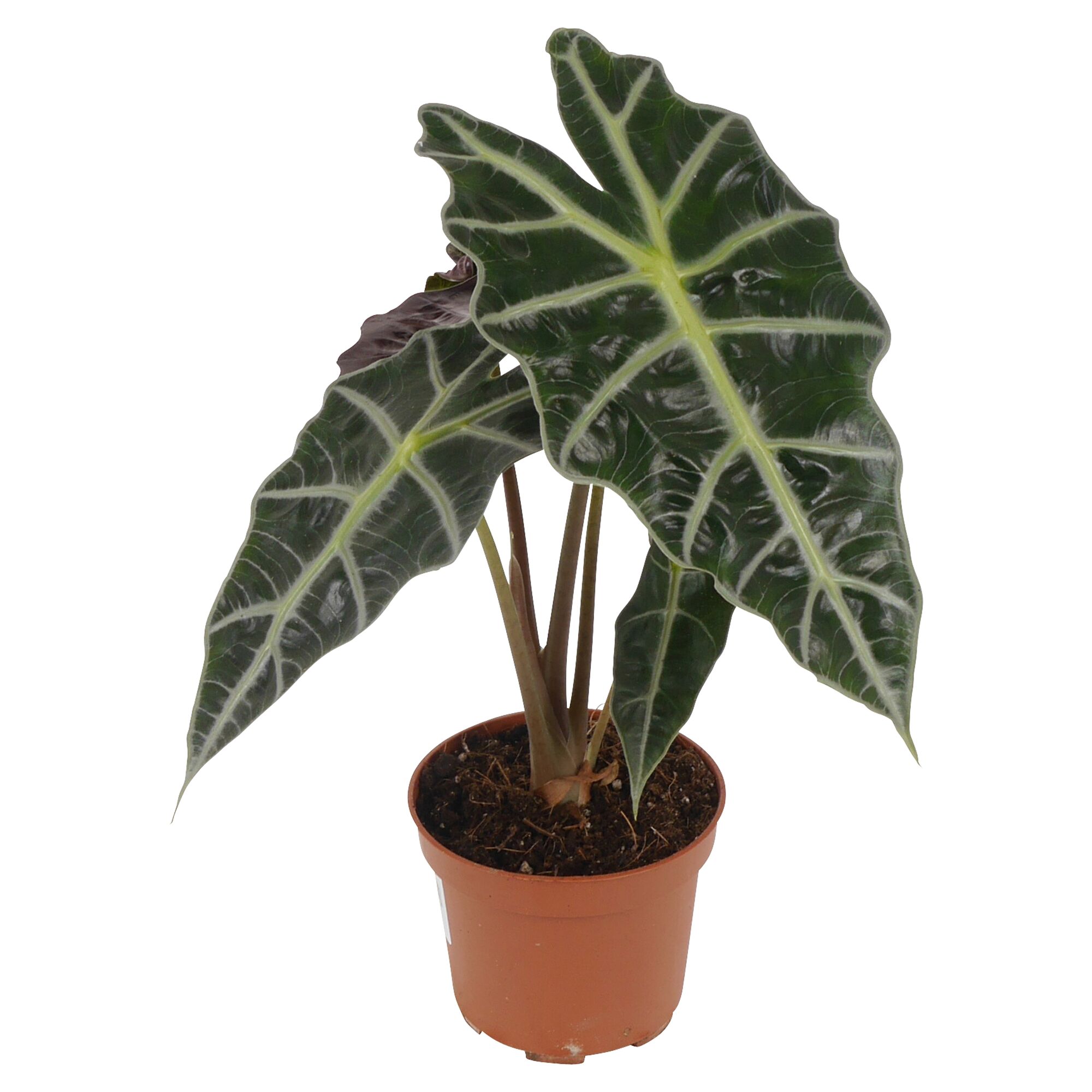 Alocasia Pflanze in einem Topf