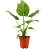 Grüne Alocasia Pflanze im Topf