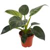Philodendron White Wave im Topf