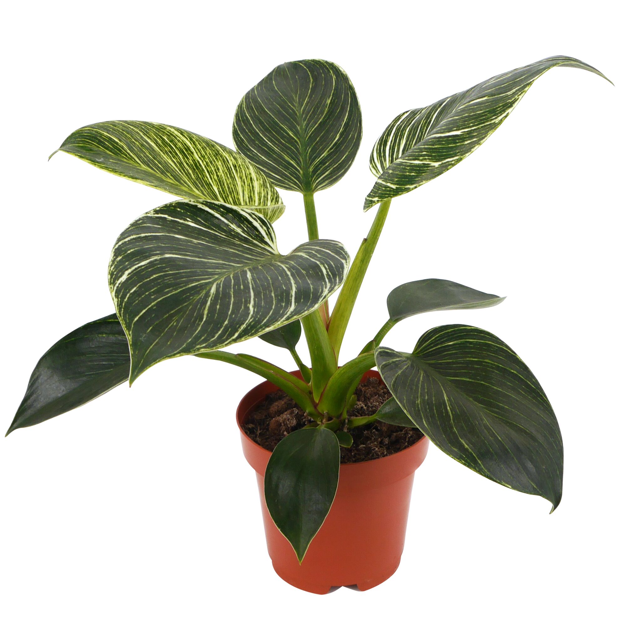 Philodendron White Wave im Topf