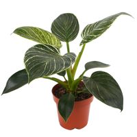 Pflanzen online bestellen toom Baumarkt