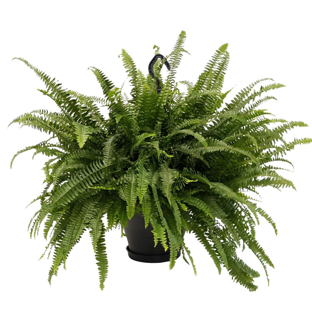 Nephrolepis exaltata Schwertfarn in schwarzem Topf