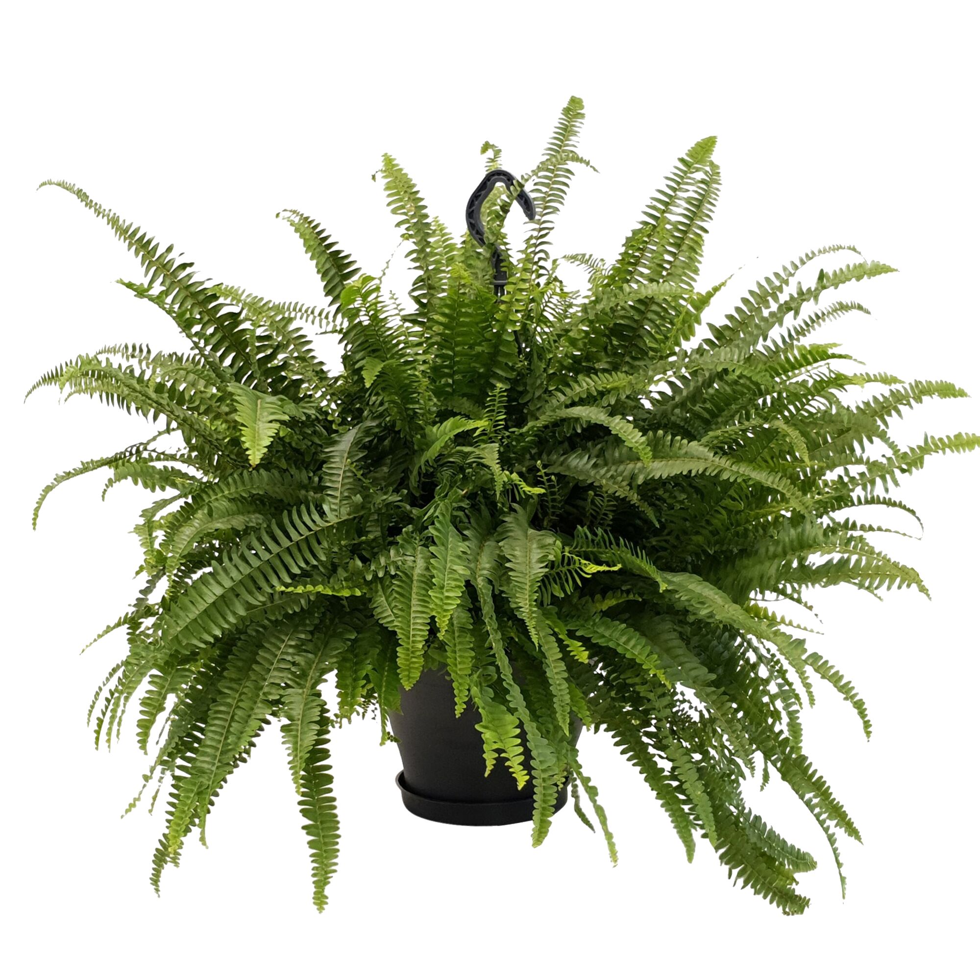 Nephrolepis exaltata Schwertfarn in schwarzem Topf